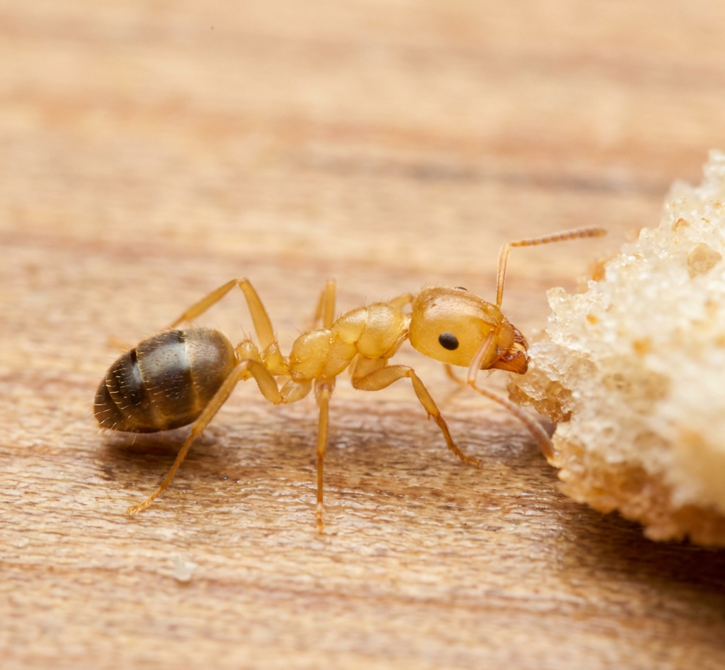 Ant control treatment