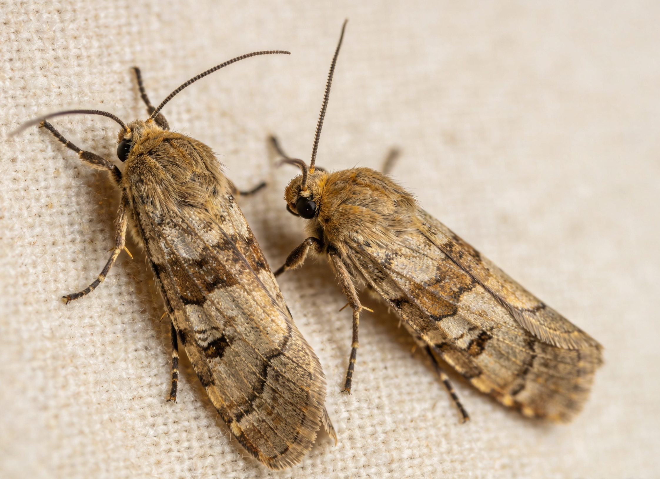 Textile pest treatment